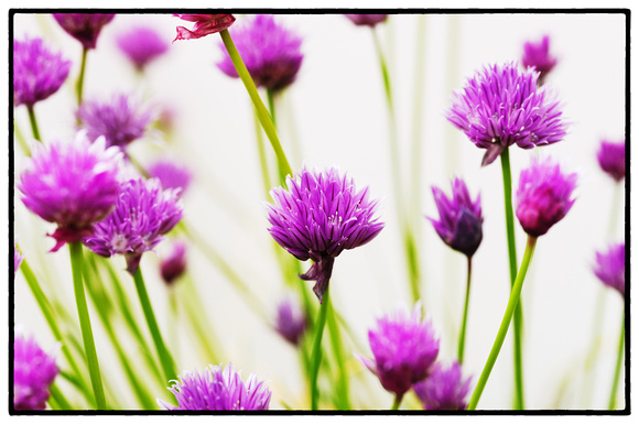 Chive Flowers L1007278