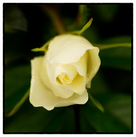 White Rose L1007317