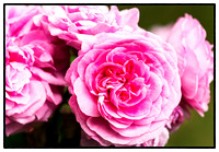 Rose Gertrude Jekyll L1007716